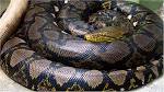 A WOMAN IN UGANDA GAVE BIRTH TO UNUSUAL  TWINS, A PYTHON AND A HUMAN